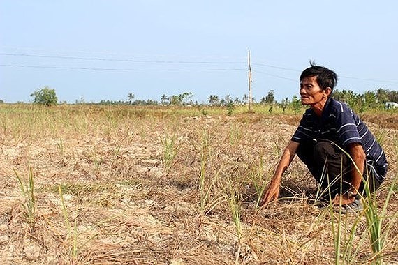 A paddy field is hit by salinity in Mekong delta ( Photo : SGGP)