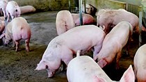 African Swine Fever spreads to 12 provinces in Vietnam