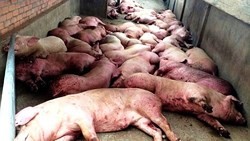 African swine fever outbreaks observed in Vietnam’s 17 provinces, cities