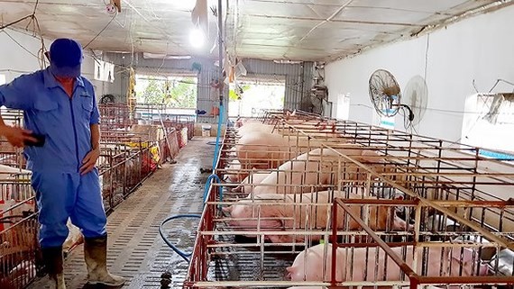 Some localities in Vietnam declared  free from Africa Swine Fever