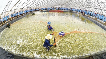 The Vietnam – Australia Corporation is raising shrimps using high technologies in the southern province of Bac Lieu. Photo by Ham Luong