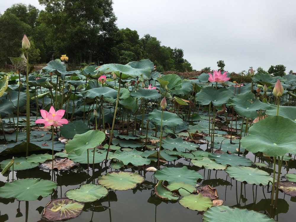 Dong Thap is famous with lotus flower (Photo: U. Phuong)