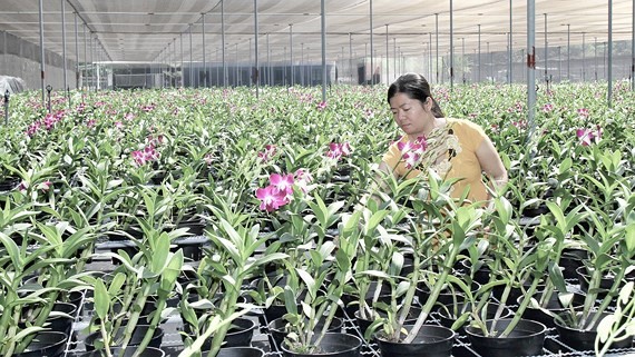 An orchid farm in Cu Chi District (Photo: SGGP)