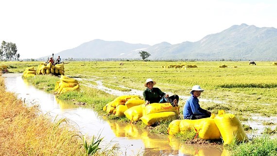 Farmers work in giant paddy field of cooperatives (Photo: SGGP)