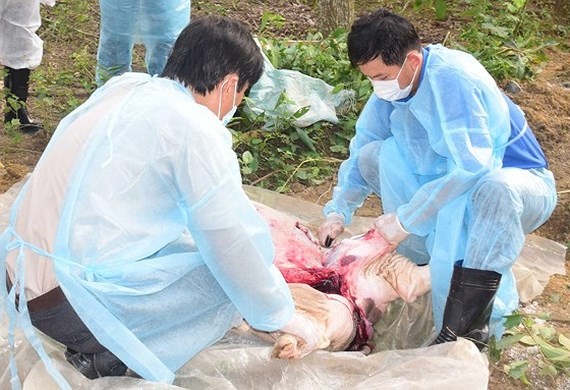 African Swine Fever continues raging Central Vietnam
