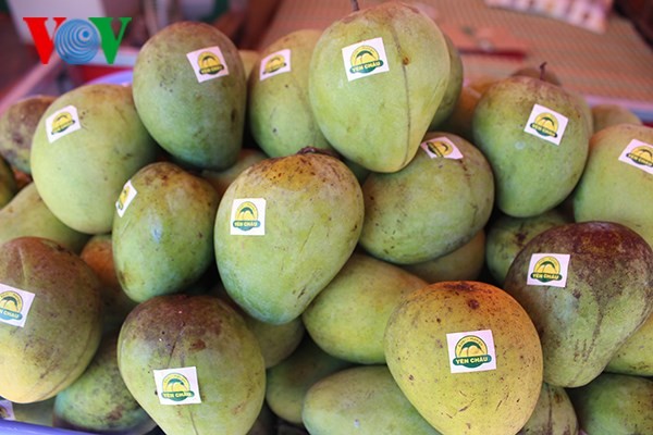 Son La mangoes exported to demanding markets