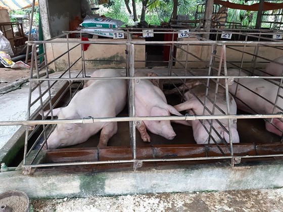 Vietnam spends $15 mln to subsidize pig breeding farms amid outbreak of ASF