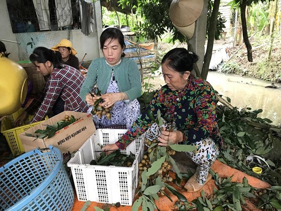 Significant role of enterprises, cooperatives in promoting North, South’s fruits