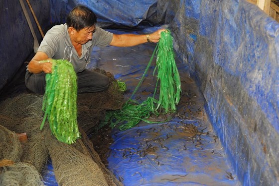Mud-free eel breeding becomes commercial success amid African Swine Fever