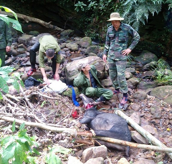 The illegal hunter is arrested (Photo: SGGP)