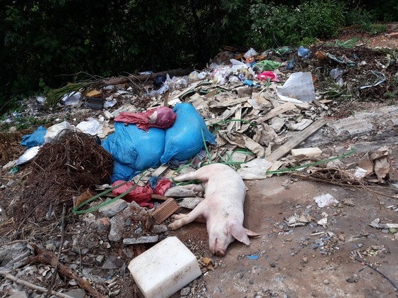 People throw away dead pig carcasses in street (Photo: SGGP)