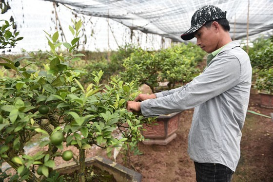 Farmer Nguyen Huu Ha in the northern province of Hung Yen grows lemon earning VND5 billion annually (Photo : SGGP)