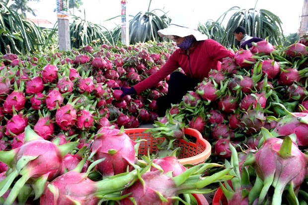 Vietnam can study the possibility of cooperation with Sicily in planting and exporting the region’s “Fico d’India”, a plant similar to Vietnamese dragon fruit. (Photo: VNA)