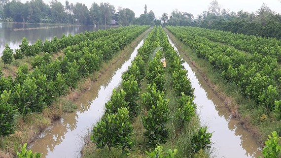 Farmers in the Mekong delta grow jackfruit on infertile paddies  (Photo:  SGGP)