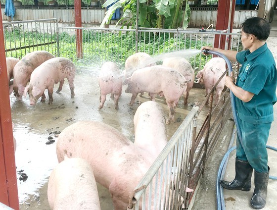 Increase in poultry flock because of hog losses due to African Swine Fever