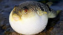 One dies after eating pufferfish