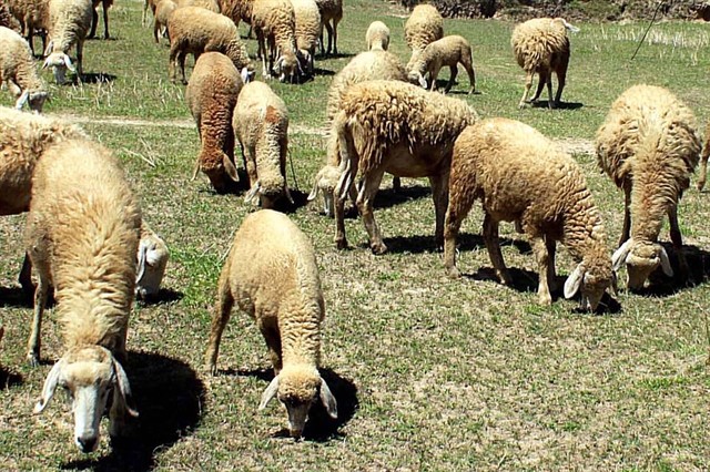 Sheep are bred in Ninh Thuan Province’s Thuan Bac District (photo: VNA)