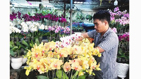An orchid shop owner on Pham Van Dong Street is taking care of his flowers. (Photo: SGGP)