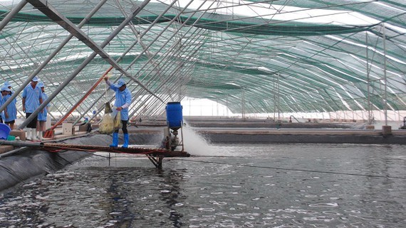 A high-tech shrimp breeding zone in Bac Lieu 