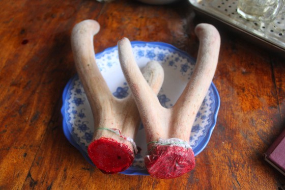 Deer antler velvet is used in traditional medicine as a tonic to improve health (Photo: SGGP)