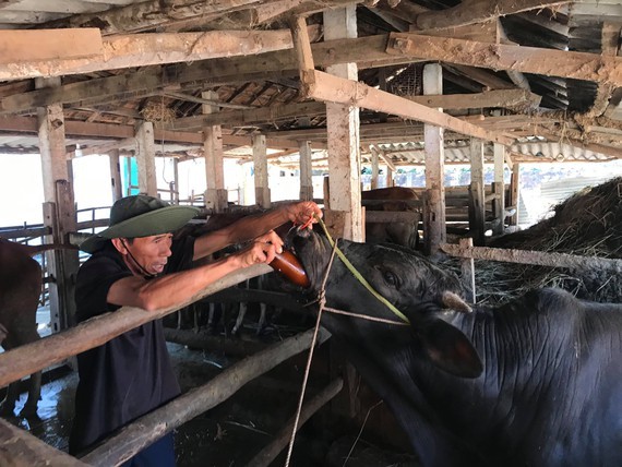 Cattle in central Vietnam suffer foot-mouth disease