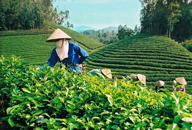 Vietnam's tea exports in the first quarter declines by 2.5 percent in volume to 26,000 tonnes. (Photo congthuong.vn)