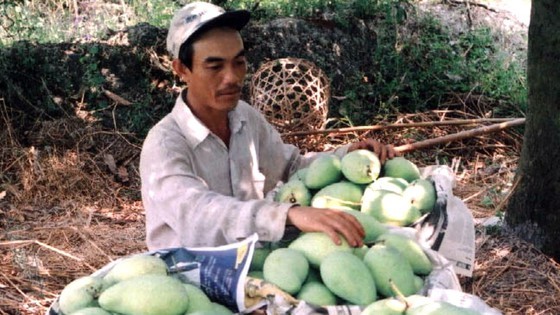 Mango farmers face difficulties in seeking market (Photo: SGGP)