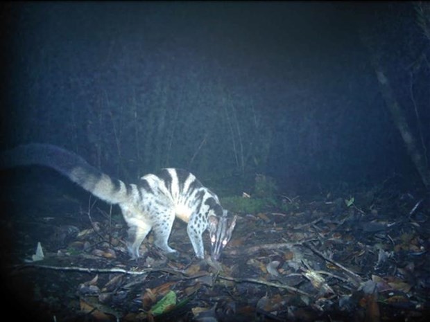 The image of a civet (Chrotogale owstoni) captured by camera traps (Photo: VNA)