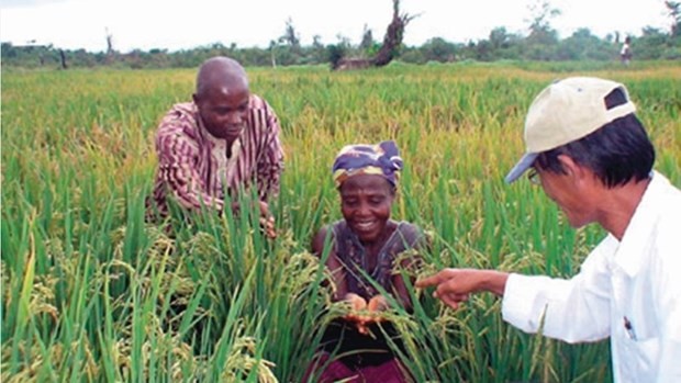 The happiness of African farmers from a Vietnam's rice supporting project (Source: Vietnam Agriculture)