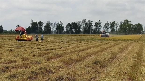 Harvesting the 2019 - 2020 winter - spring rice in Bac Lieu province's Phuoc Long district. (Photo: VNA)
