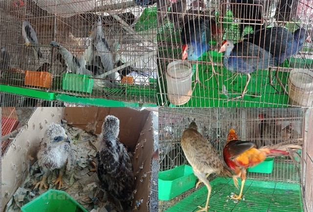 Wild birds are sold at Thanh Hoa Market in the southern province of Long An. — VNA/VNS Photo