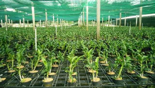 A greenhouse at the Hi-tech Agricultural Park in HCM City’s Cu Chi District. — VNS File Photo