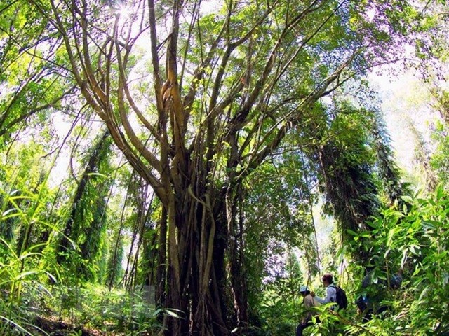 An ancient tree in U Minh Ha National Park in southern Vietnam. The IUCN has launched a Global Standard providing the first-ever set of benchmarks for nature-based solutions to global challenges. VNA/VNS Photo