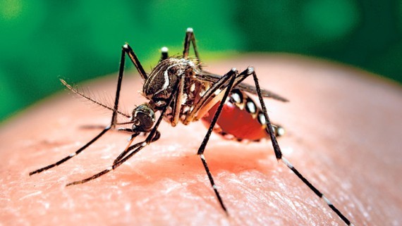 Chikungunya is a viral infection caused by the CHIK virus which is transmitted through the bite of infected daytime biting mosquito