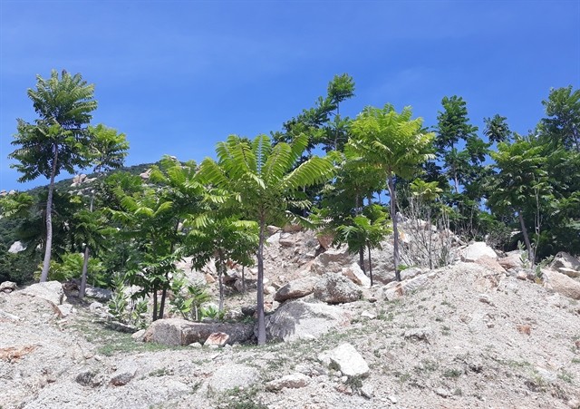 Thanh that (Ailanthus triphysa) trees, which are resistant to drought and can grow well in poor soil, are planted in mountainous areas in Ninh Thuan Province’s Thuan Nam District. — VNA/VNS Photo
