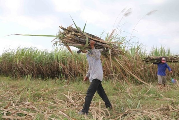 Farmers in Tra Cu district, Tra Vinh province, harvest sugar canes (Photo: VNA)