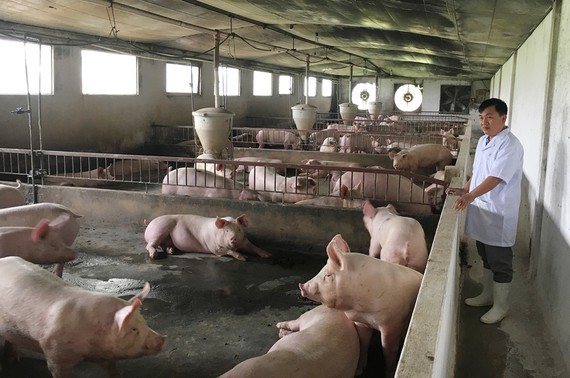 State agencies try to increase hog herds for Tet holiday consumer demand (Photo: SGGP)