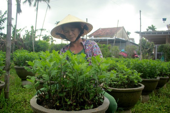 Growers in Central Vietnam restore ornamental flower after flood for Tet market