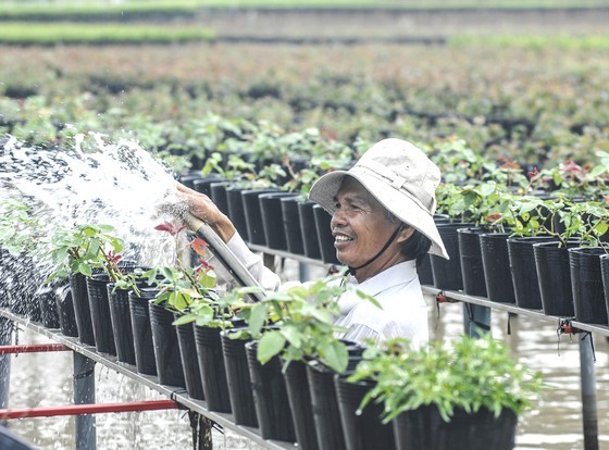 A flower grower in Sa Dec village is taking care of his flower pots (Photo: SGGP)