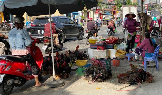 Chickens are illegally sold in a street in HCMC (Photo: SGGP)