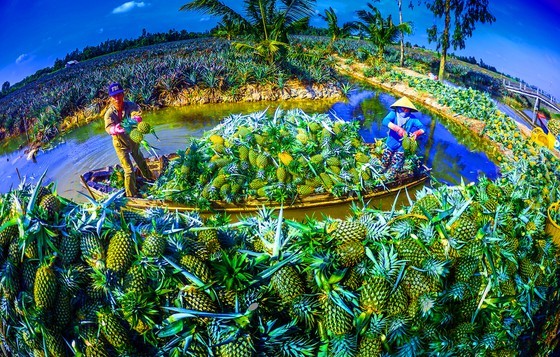 Famous Cau Duc pineapple of Hau Giang (Photo: SGGP)