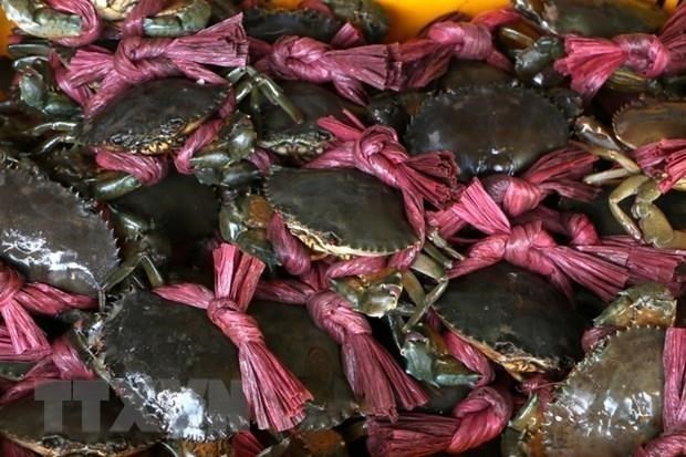 Nam Can crabs (Photo: VNA)