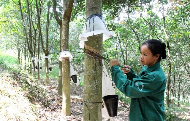 Most rubber companies were setting cautious profit targets for this year over forecasts that rubber prices will stay at low levels.  (Photo: VNA/VNS)