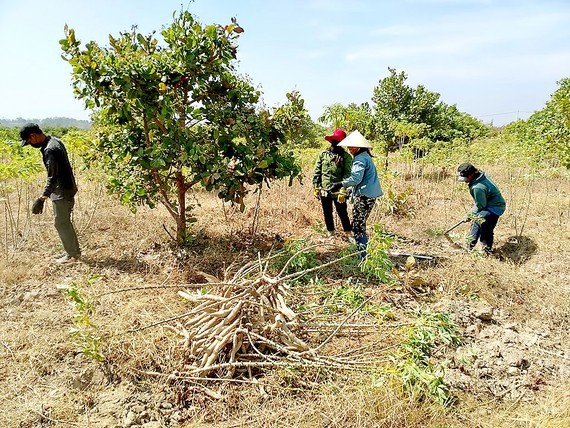 Farmers in the region have been busy harvesting cassava (Photo: SGGP)