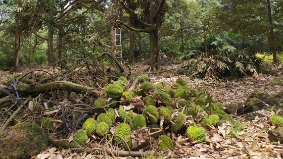 Rain, thunderstorm lash south-central province, uprooting durian trees