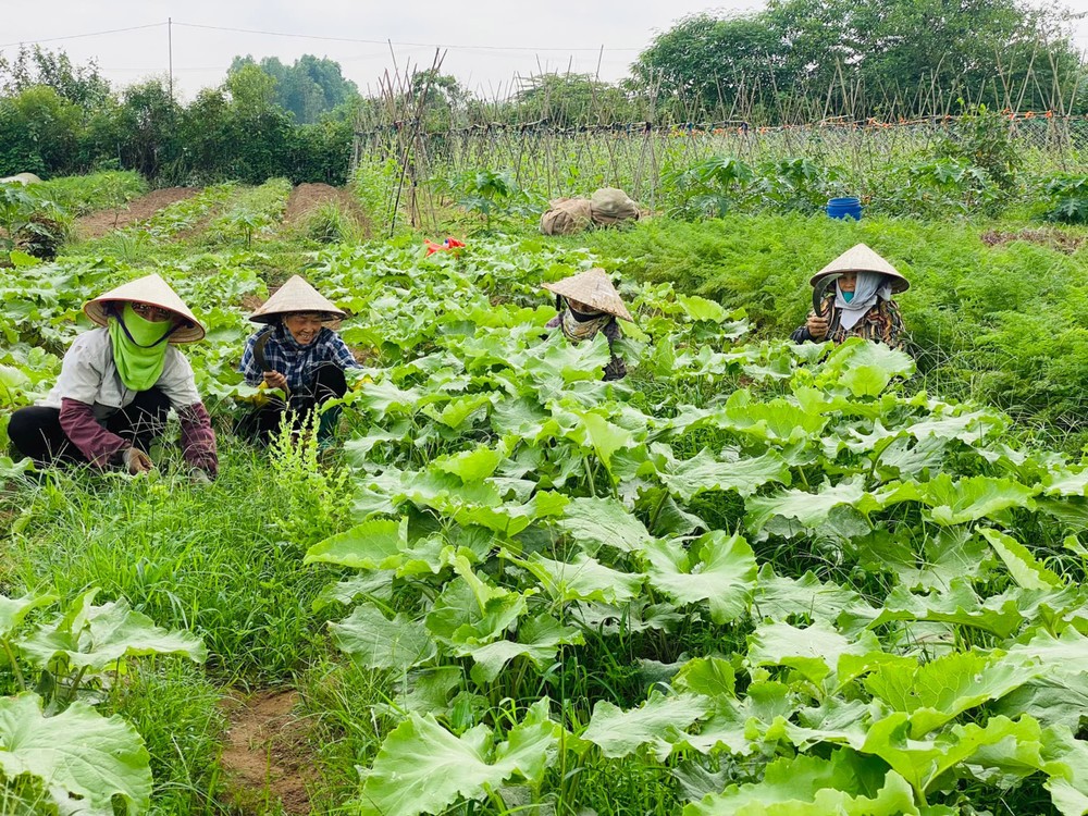 Organic agriculture struggling to survive and develop | SGGP English ...