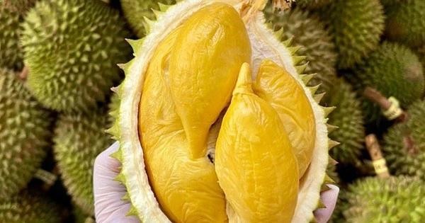 durian-9798.jpg.webp