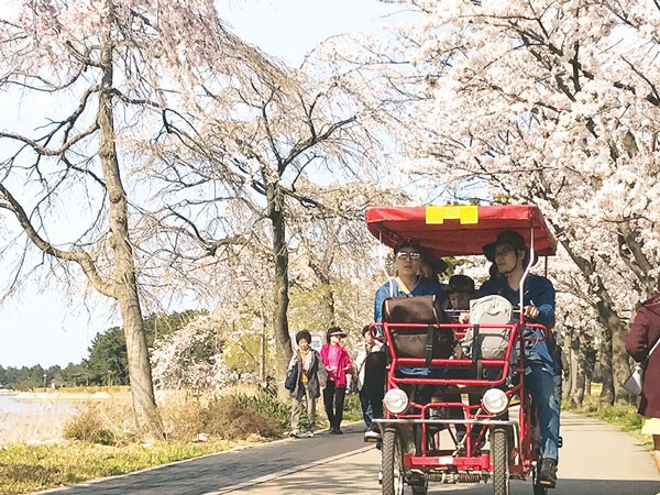 Each tandem bicycle costs VND 200,000- 500,000 for rent to enjoy cheery blossom around GyeongPo Lake