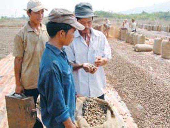 Vietnam’s raw cashew output reduces nearly 50 percent in comparison with the same period of last year