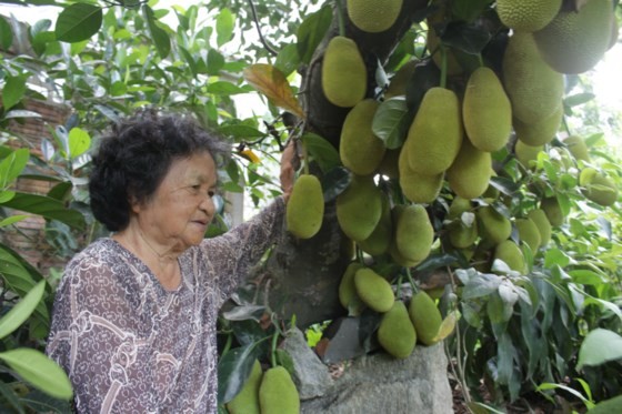 Jackfruit tree born 500 fruit babies 